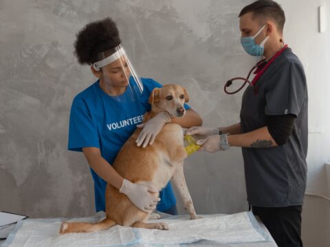 best pet insurance companies