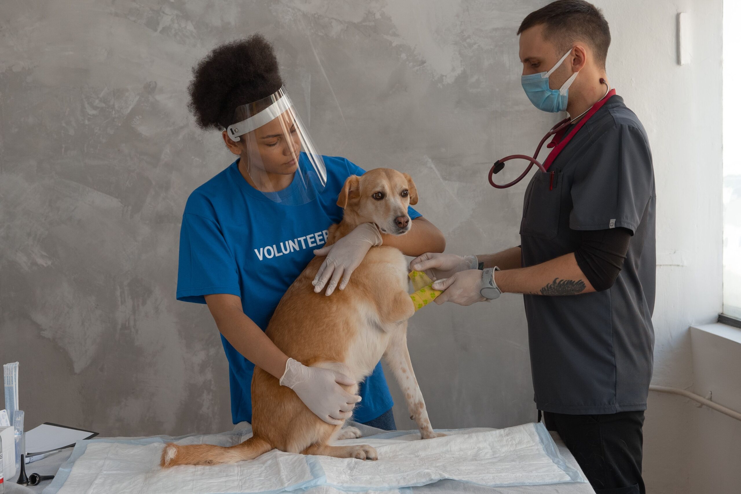 best pet insurance companies